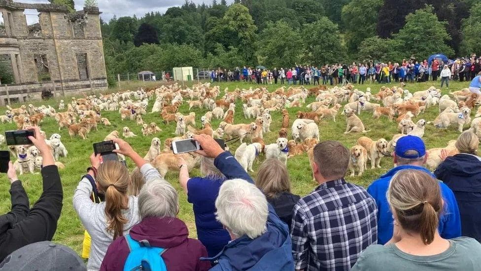A Gathering of Hundreds of Golden Retrievers in Scotland