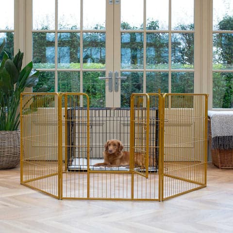dog-pen-golden