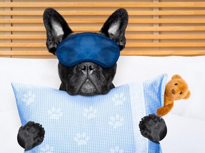 Dog Calming Tablets